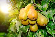 Pears