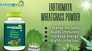 How Wheatgrass Powder Can Be An Effective Remedy to Build Immunity?