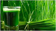 Wheatgrass benefits what is wheatgrass full of health properties know its benefits | Wheatgrass Benefits : स्वास्थ्य ...
