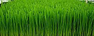 Wheatgrass Benefits & Effects For Health - Deep Ayurveda