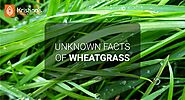 Unknown Facts of Wheatgrass – Krishna's Herbal & Ayurveda