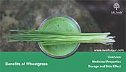 Benefits of Wheatgrass, Overview, Medicinal uses, and Dosage