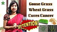 Wheat Grass Health Benefits in Tamil | Goose Grass Health Benefits | Tamil Health Tips | Asha Lenin