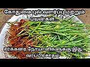 2.கோதுமை புல் வளர்ப்பு மற்றும் பயன்கள்|wheat grass plantation in tamil|Wheat grass juice for sugar