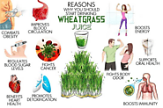 A scientific guide to demonstrate how wheatgrass benefits during cancer treatment - 24 Mantra Organic