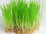 डेंगू से लेकर डायबिटीज तक फायदेमंद हैं गेहूं के ज्वारे - Health Benefits Of Wheat Grass - Amar Ujala Hindi News Live