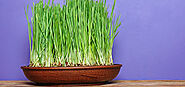 5 Impressive Benefits Of Wheatgrass Juice