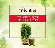 Wheatgrass in Hindi व्हीटग्रास: लाभ, उपयोग, खुराक और साइड इफेक्ट्स » CashKaro Blog