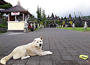 Bali Animal Rescue by BaliRUSS