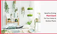 Benefits of Using Plant Stand For Your Indoor & Outdoor Plants