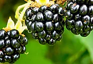 Blackberries