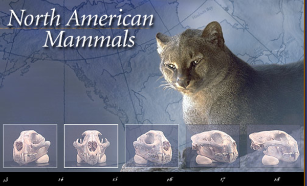 animals-native-to-north-america-a-listly-list