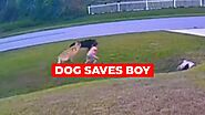 VIDEO OF A DOG SAVING A LITTLE BOY FROM A CHARGING DOG