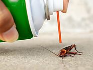 How to Choose the Right Pest Removal Services in Thornhill?