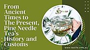 From Ancient Times to The Present, Pine Needle Tea's History and Customs