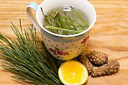 Pine Needle Tea | Tea Life