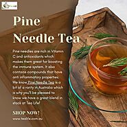 Pine Needle Tea | Tea Life