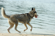 Keeping Your Dog Cool in Hot Weather