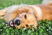 Natural Ways to Protect Your Dog