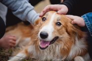 Dog Training Approaches to Rebuilding Trust