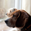 5 Simple Ways to Help Stop Separation Anxiety in Dogs