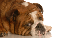 Is Your Dog Depressed? How to Recognize the Symptoms & Some Simple Solutions