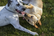 Understanding the Social Behavior of Dogs