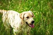 Dog Allergies - Managing An Ongoing Medical Problem