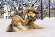 Ways to Stop Excessive Scratching in Dogs