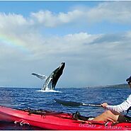 Incredible Moment Humpback Whale Jumping over the kayak