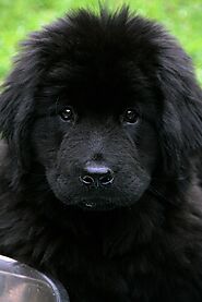 Nature's Baby Sitter - The Newfoundland