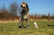 The Gentle Wolf Hunter - The Irish Wolfhound
