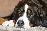 The Affectionate Bernese Mountain Dog
