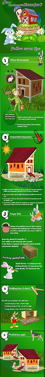 How to keep your rabbits disease free