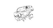 Frog drawing | How to draw Frog? | Pencil Drawing - Online Learning