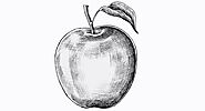 Apple Drawing | Pencil Sketch in 5 Steps - Online Learning