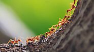 Guide to Get Rid of Ants from Home Easily | by Pest Control | Feb, 2023 | Medium