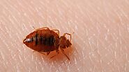 Bed Bugs Removal Service in Ottawa | by Pest Control | Medium