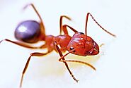 Ant Pest Control Company in Ottawa | Ant Exterminator Service in Ottawa