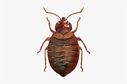 Bed Bugs Exterminator in Ottawa | Bed bug extermination in Ottawa