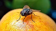 Fruit Fly Pest Control Tips for Homeowners in Ottawa |