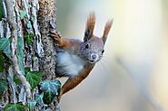 Guide to Get Rid of Squirrel form Your Home & Garden Easily | by Pest Control | Mar, 2023 | Medium