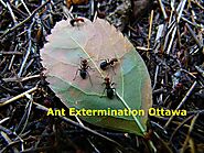 How Ant Exterminators helps Residential Owners to get rid of Ants from their Property | by Pest Control | Mar, 2023 |...