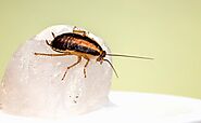 Health Issues Due to Cockroach Infestation and Guide to Deal with It | by Pest Control | Mar, 2023 | Medium