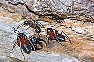 How Carpenter Ant Damage Your Property & How You Can Deal with it? | by Pest Control | Mar, 2023 | Medium