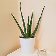 Aloe Vera Succulent Plant Online at Wholesale Price | Nurser