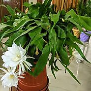 Brahma Kamal - Grab Epiphyllum Oxypetalum Plant | NurserySer