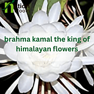 Brahma Kamal the king of Himalayan flowers | NationBloom