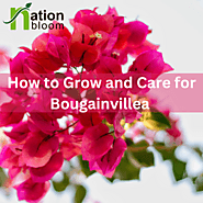How to Grow and Care for Bougainvillea | NationBloom