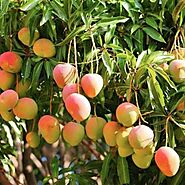 Buy Mango Tree Badami-Grafted Plant Online | NurseryServe |